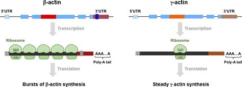 isoform vs isozyme|Isoforms: Fundamental differences .